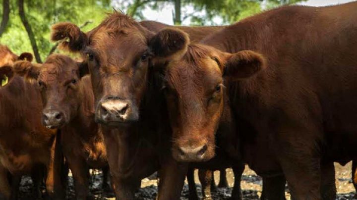Inflación: sube el precio de la hacienda y la carne comienza a presionar las mediciones