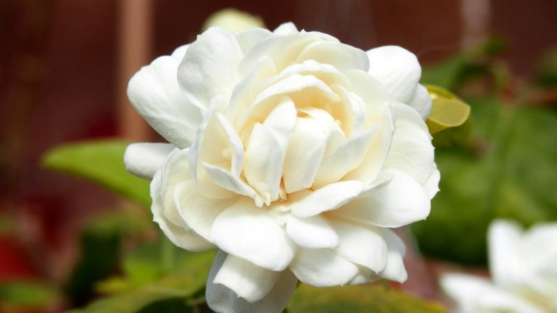 Simples trucos para que tu jazmín se llene siempre de flores y perfume tu jardín