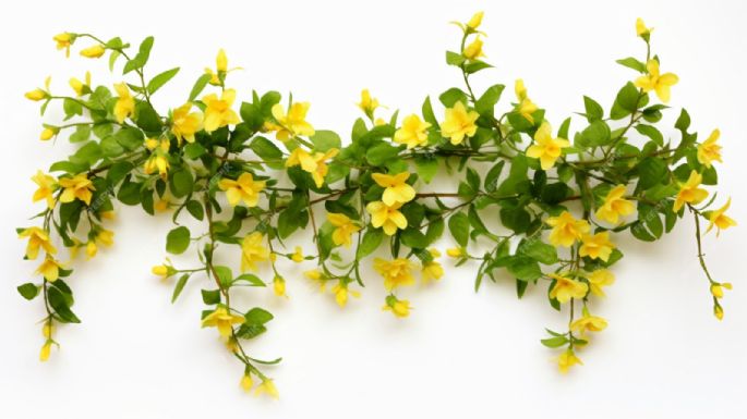 Fáciles de cuidar y mantener: las plantas trepadoras con flores más lindas para tener en tu casa