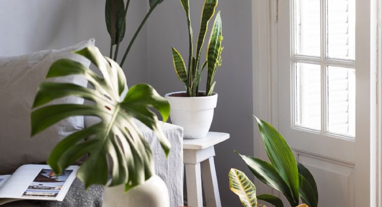 Hermosas y resistentes: las 6 plantas de interior que crecen sin la luz del sol