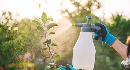 Sin químicos: el truco infalible para terminar con las plagas e insectos en tu jardín