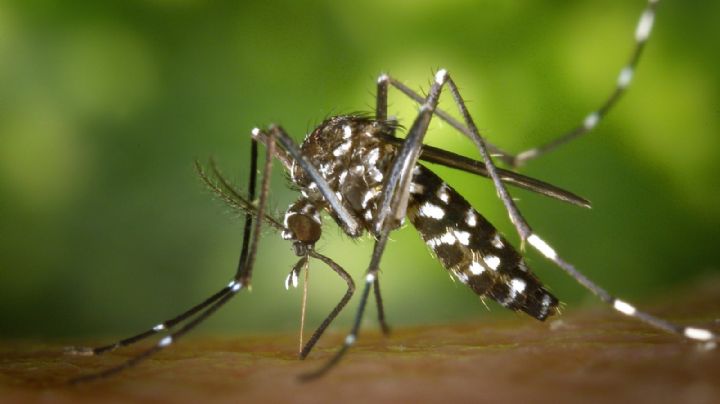 El Ministerio de Salud presentó una guía técnica de vigilancia y control del mosquito del dengue