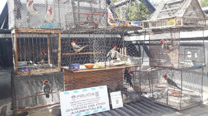 Rescataron 16 aves que se encontraban cautivas en una chacra de San Patricio del Chañar