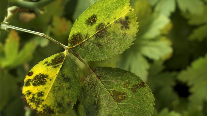 La razón por la que tus plantas tienen manchas en las hojas
