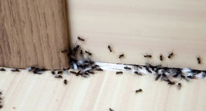 Trucos sencillos e infalibles para eliminar las hormigas de nuestro hogar de forma definitiva