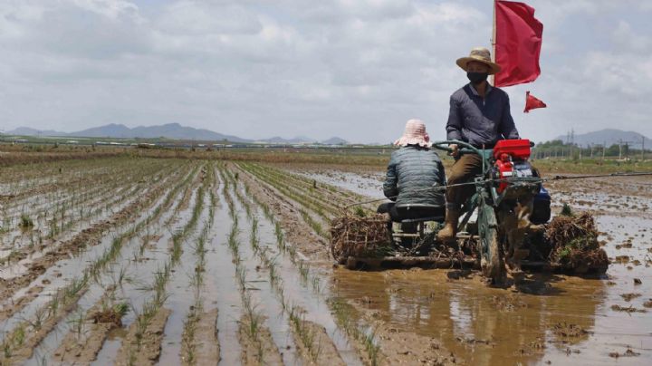 Alarma en Asia por una posible crisis alimentaria en Corea del Norte