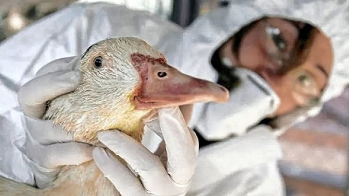 Influenza aviar: confirmaron el primer caso en la provincia de Neuquén