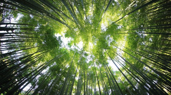 El mayor certificador de crédito de carbono cambiará la forma en la que mide su impacto