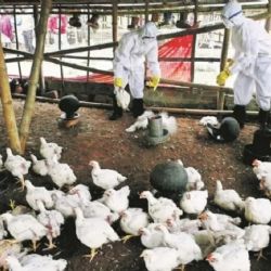 La gobernadora Carreras declaró la emergencia sanitaria en Río Negro por la gripe aviar