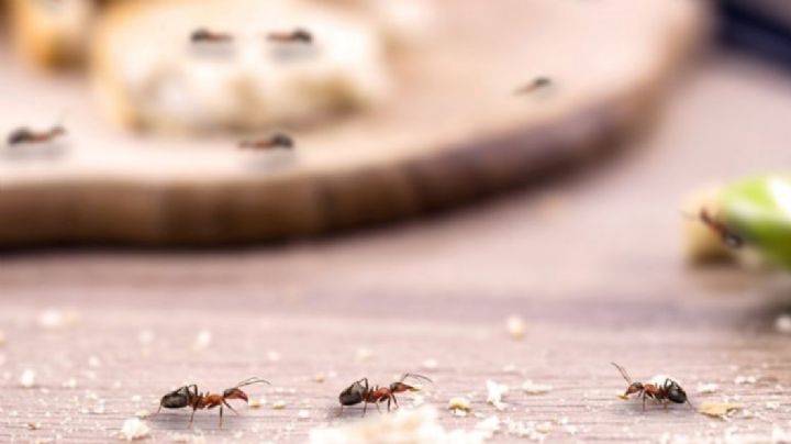 Fácil y rápido: trucos caseros que no fallan para eliminar las hormigas