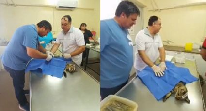 La participación de Gaido en la cirugía de un gato: de los buscados aplausos a un repudio general