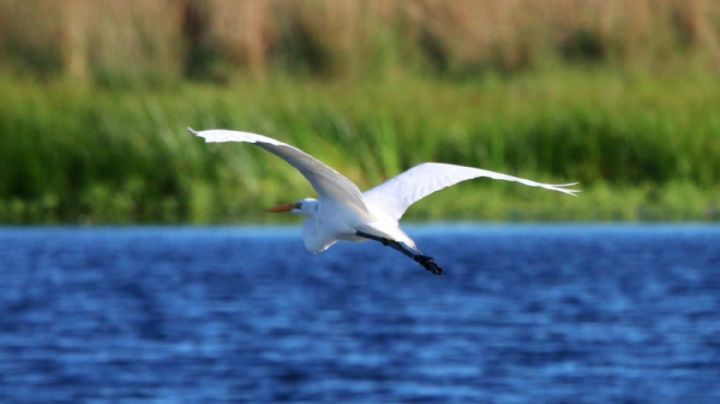 Curiosidades de la garza, el ave majestuosa que habita esteros y lagunas