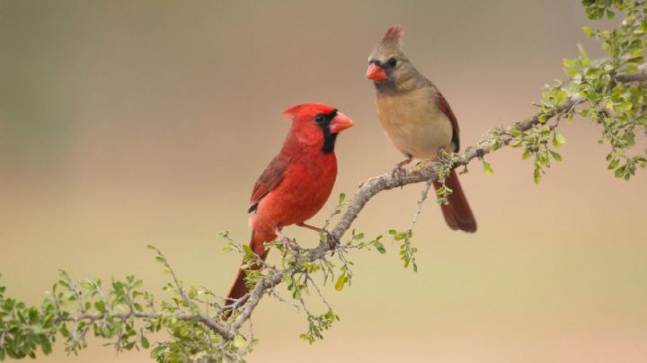 Curiosidades del cardenal, el pájaro con llamativo plumaje y gran sociabilidad