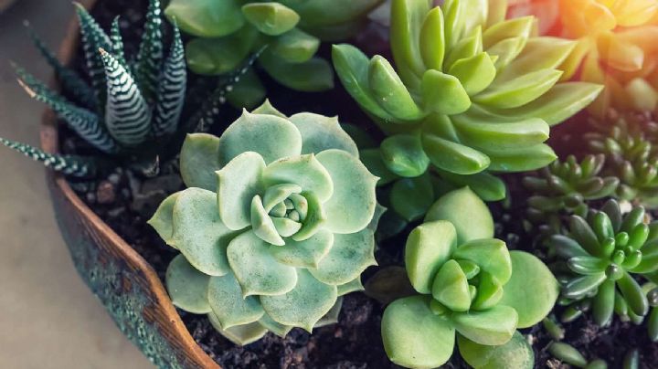Cómo elaborar un insecticida casero para suculentas con productos que hay en casa