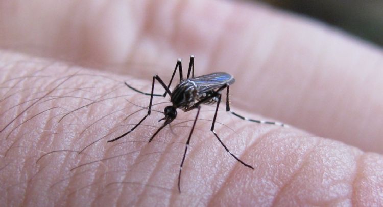 Por el incremento de casos de dengue, piden respetar las medidas de prevención