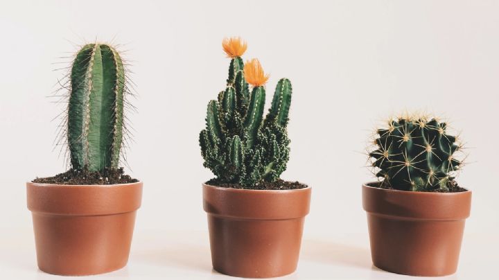 Consejos y secretos para que los cactus siempre estén lozanos