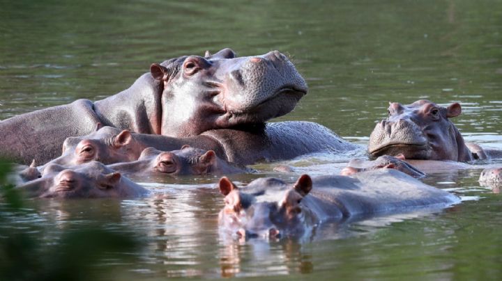 El plan de Colombia para liberarse de los hipopótamos de Pablo Escobar
