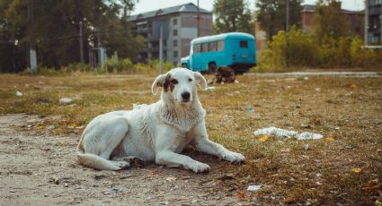 Lo que los científicos aprendieron de los "perros de Chernóbil"