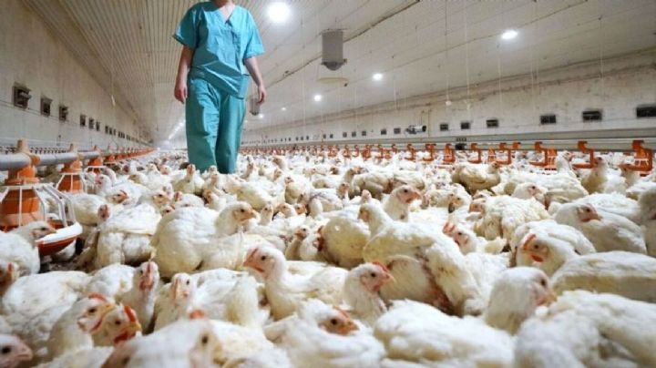 Detectan el tercer caso de gripe aviar en la provincia de Neuquén