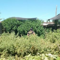 Una denuncia al 0800-drogas permitió erradicar un bosque de marihuana