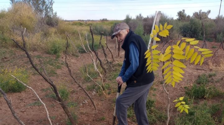 Un vecino de Cutral Co comenzó a cumplir su sueño de crear un bosque a la vera de la ruta 22