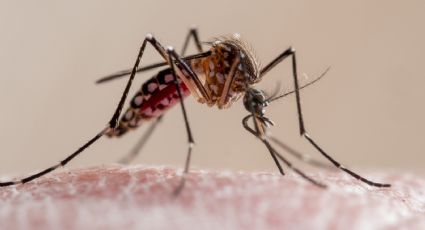 Adiós a los mosquitos: un estudio reciente revela el olor que los mantiene alejados