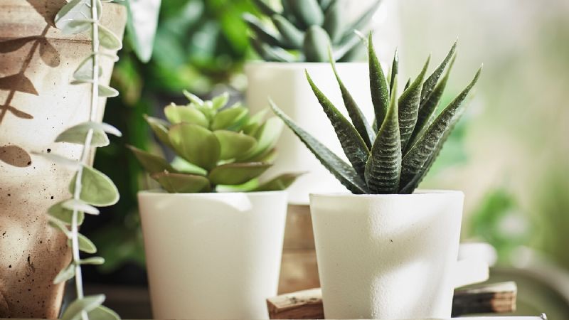 5 plantas suculentas que necesitan poca luz y son ideales para interior