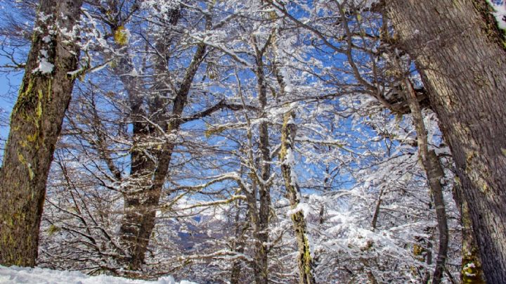 Clima en Neuquén: se viene un miércoles de nieve, viento y mucho frío en Neuquén