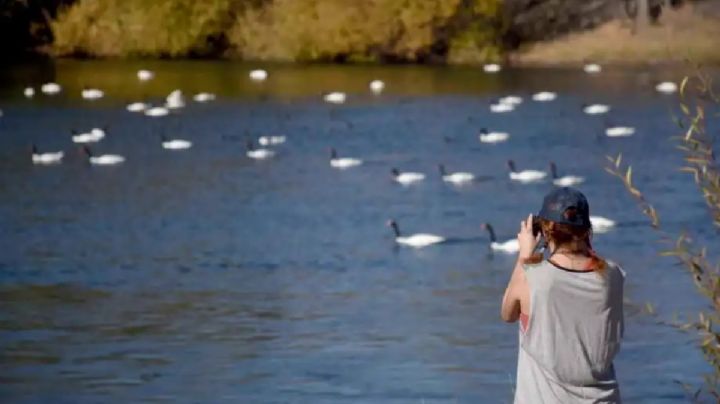 “Mirador de los Cisnes”: el nuevo espacio que tendrá el Paseo Costero sobre el río Neuquén