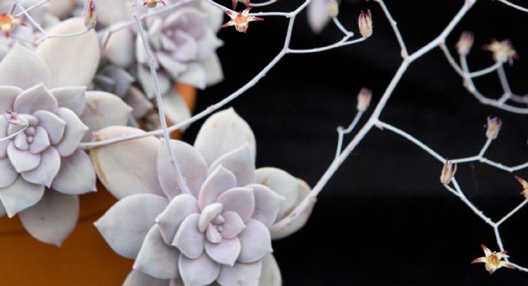 Rosa de mármol: cómo cuidar una de las suculentas más llamativas que existen