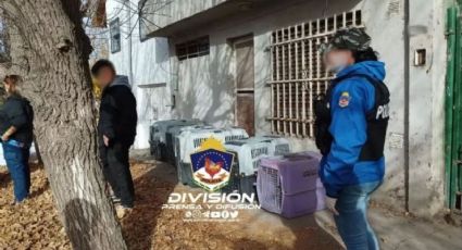 Vecinos del barrio Cumelén exigieron que se ocupen de los 50 animales que dejó una mujer en su casa