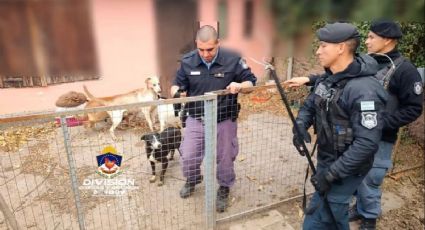Rescataron varios animales de una vivienda del barrio Cumelén