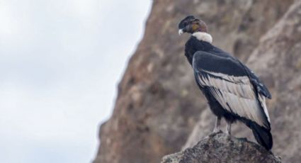 Neuquén tendrá Santuarios del Cóndor en áreas naturales de la zona andina