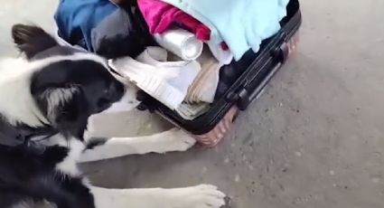 Lola, la perra de la Aduana que descubrió a un hombre que intentaba ingresar al país con US$30.000
