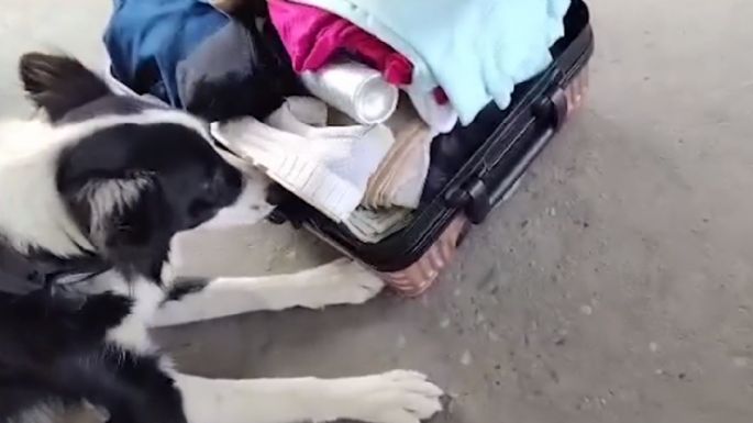 Lola, la perra de la Aduana que descubrió a un hombre que intentaba ingresar al país con US$30.000