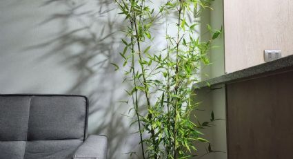 Bambú: la planta que trae suerte, bienestar y queda perfecta en cualquier rincón de tu hogar
