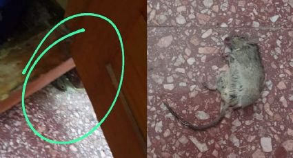 Una rata mordió a un auxiliar de la Escuela 156 y la directora adujo: “Son animalitos domésticos”