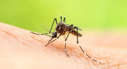 Los 5 trucos caseros para alejar para siempre a los mosquitos de tu hogar