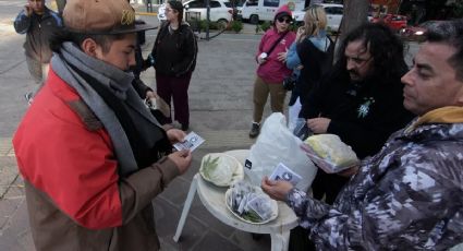 Semillas de cannabis por alimentos no perecederos: la propuesta de una agrupación en Neuquén