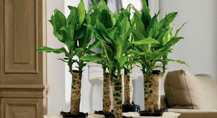 Por qué se ponen amarillas o secas en las puntas, las hojas del Palo de agua y cómo solucionarlo