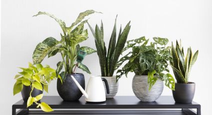 Frente a la ola de calor, 5 consejos claves para mantener tus plantas sanas y frescas
