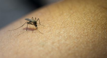 Detectaron cinco casos de dengue autóctono en la Ciudad de Buenos Aires