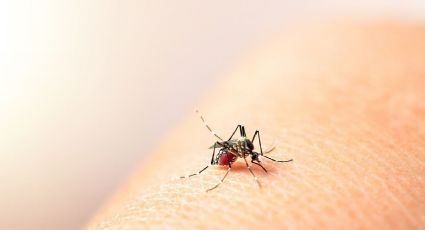 El Ministerio de Salud advirtió que en 14 provincias hay una “circulación viral” de dengue