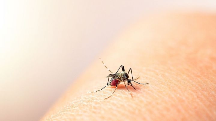 El Ministerio de Salud advirtió que en 14 provincias hay una “circulación viral” de dengue