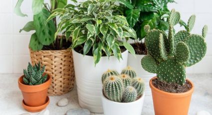Plantas: cuáles son perfectas para tener en la oficina y son muy fáciles de cuidar