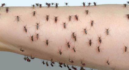 Por qué hay invasión de mosquitos en el AMBA y cuánto puede durar