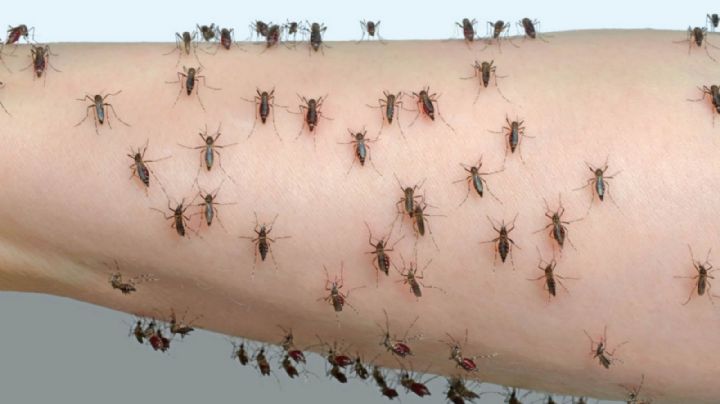 Por qué hay invasión de mosquitos en el AMBA y cuánto puede durar