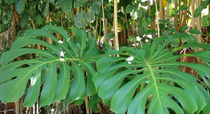 Plantas tropicales: cuáles son las mejores para crear un ambiente frondoso