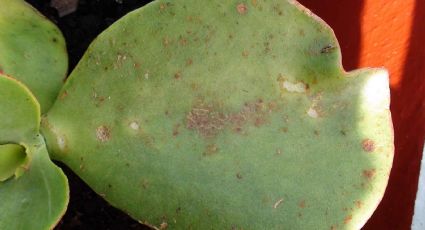Suculentas: las principales razones por las que aparecen manchas marrones en las hojas