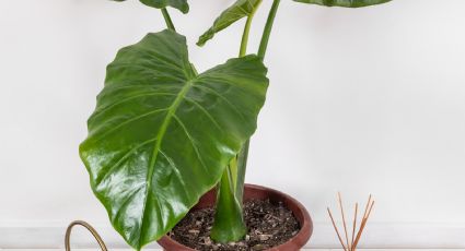 La planta que podés reproducir totalmente gratis en casa